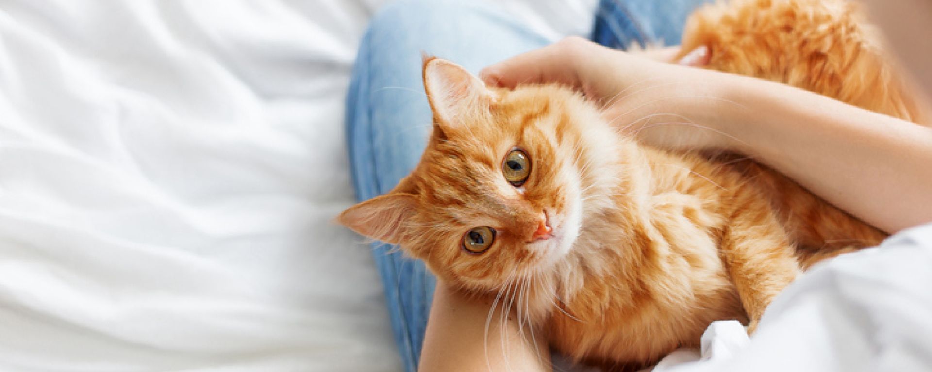 Лейкоз у кошек - симптомы и лечение, как передается лейкемия у котов